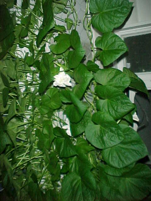 [Moonflower vine]